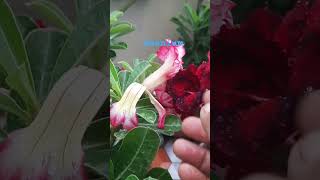 Adenium Flower plant || Obesum Adenium Flower ||Desert Rose plant ||Adenium summer care