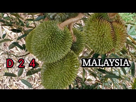 D 24 MALAYSIA!!!