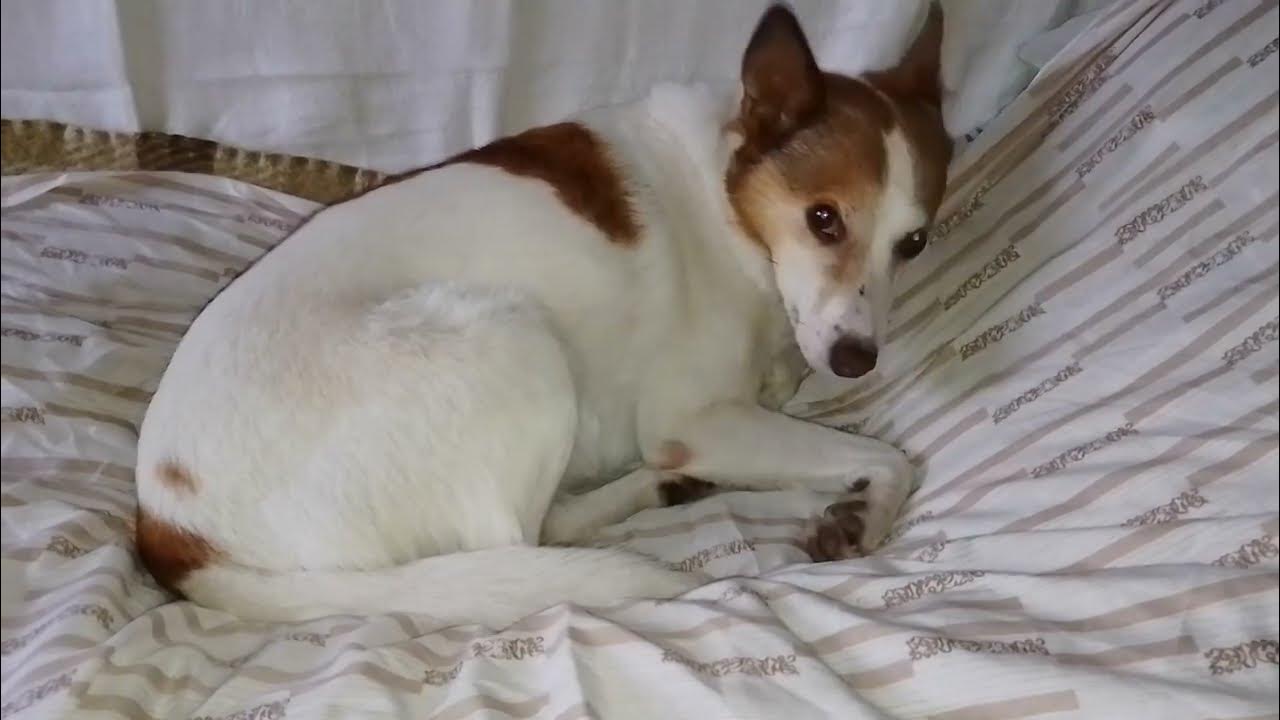 How Much Do Dogs Sleep A Day Reddit