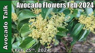 Avocado Flowers in Feb 2024🥑Avocado Talk🥑