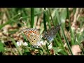 finepix hs10 butterflies mating HD slow motion 60fps