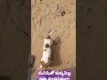 # ఆటలాడుతున్న కుక్కపిల్ల#petty