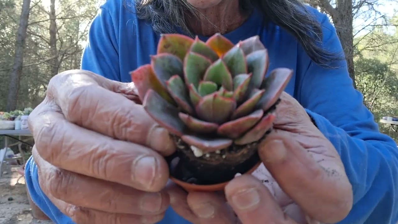 OTRA VEZ...Compra Nuevas Suculentas Mexicanas y Coreanas on line🤣🤣🤣