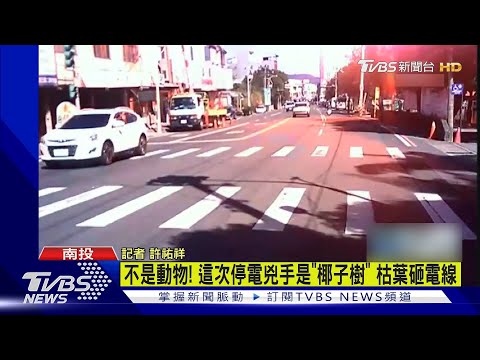 不是動物! 這次停電兇手是「椰子樹」 枯葉砸電線｜TVBS新聞