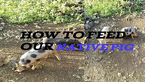 HOW TO FEED OUR NATIVE PIG.