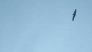 Eagle Tearing Up Bass