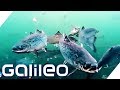 So wird Lachs in Norwegen gezüchtet | Galileo | ProSieben