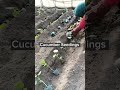 Cucumber Farming Techniques Satisfying Shortsvideo