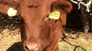 Red Angus Cows Mooing, Grazing, and Relaxing