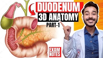 Duodenum Anatomy 3D | relations of duodenum anatomy | parts of duodenum anatomy relations