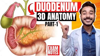 Duodenum Anatomy 3D | relations of duodenum anatomy | parts of duodenum anatomy relations