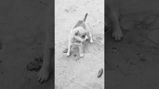 Dog Komedi Kishako Pashad Hee