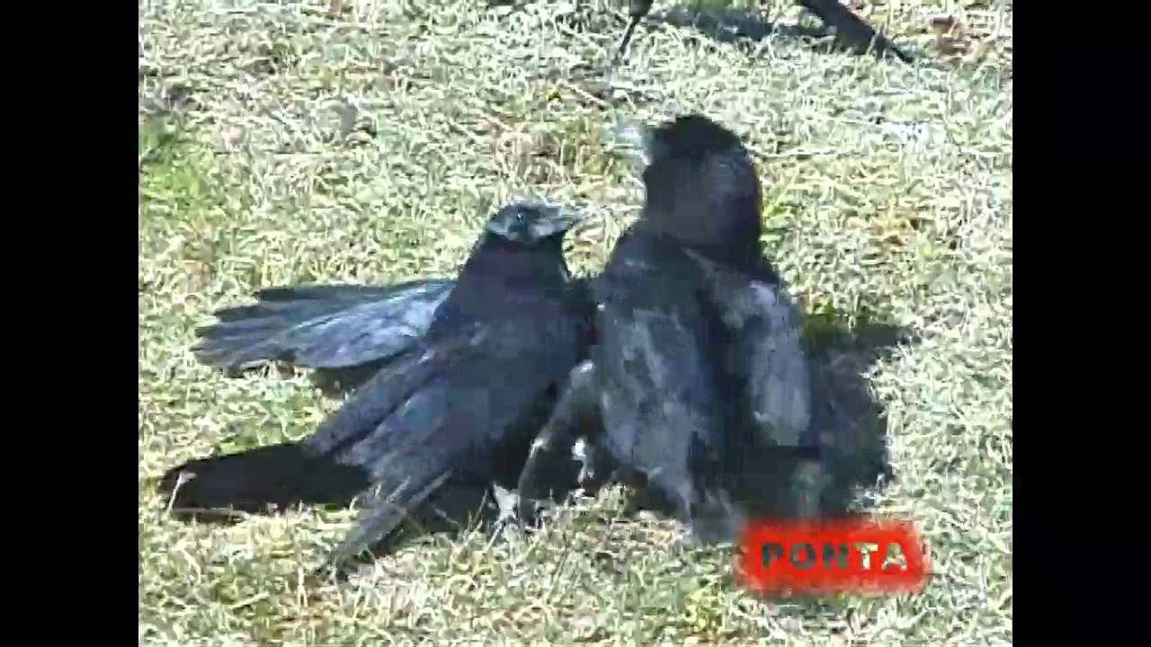 カラス 喧嘩 Quarrel Of The Crow Youtube カラス 喧嘩 Quarrel Of The Crow Youtube
