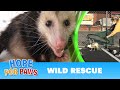 Wild animals in trouble during COVID-19 + NEW Hope For Paws APP!