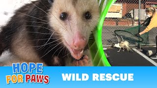 Wild animals in trouble + NEW Hope For Paws APP! #wildlife