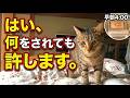 早朝４時 愛猫からの「愛の刑」