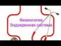 Физиология гипоталамуса и гипофиза. Либирины. Тропные гормоны. Гормон роста и лактотропин.