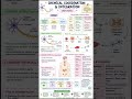 Human Physiology in One Shot 🔥 NEET Biology