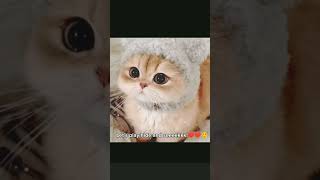 12345678910111213 Coming Soon kitty love happy care
