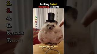 Ranking Cutest Hedgehog Moments🦔🦔