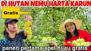 NEMU HARTA KARUN DI PINGGIR JALAN LANGSUNG PANEN APEL BUAT RUJAK AN BUAHNYA MELIMPAH RUAH ( GRATIS)