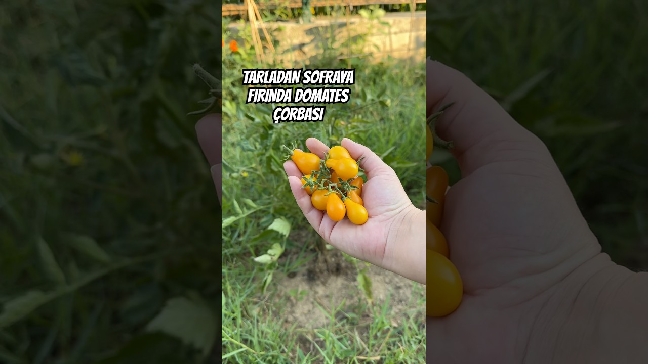 Fırında domates çorbası tarifi ???? #tarladansofraya #hasat #doğa #bahçe #youtubecreatorcommunity