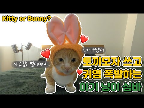 [eng-sub]-cute-lovely-cat-with-a-bunny-hat-[must-watch]