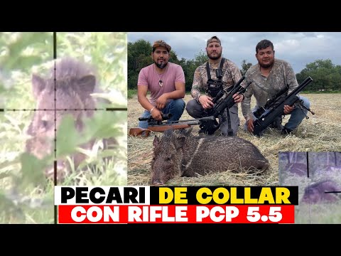 CACERIA DE JABALI CON RIFLE KRAL 5.5 pcp #pcp #cazamayor #caceria #cazadores #bienpegado #5.5