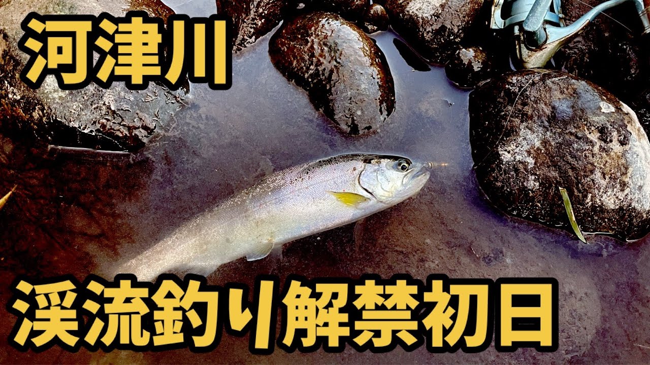 河津川渓流22 3月1日解禁日6 00 アマゴ ルアー 河津桜 Youtube 河津川渓流22 3月1日解禁日6 00 アマゴ ルアー 河津桜 Youtube