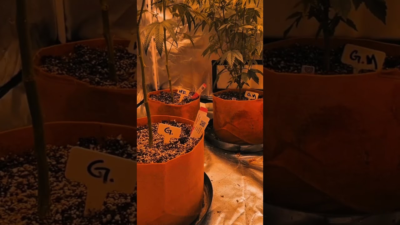 SCROG Training for Cannabis: 