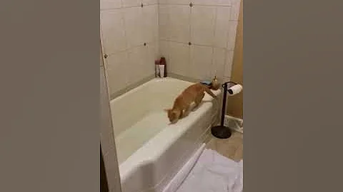 My silly cat