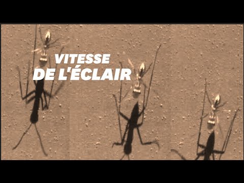 Vidéo: Les insectes les plus rapides du monde