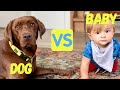 Dog Vs Baby Funny Reactions :)