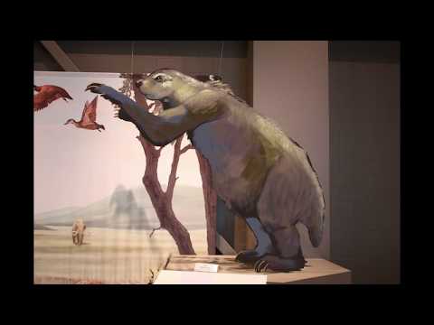 Ground Sloth "Megalonyx" Animation