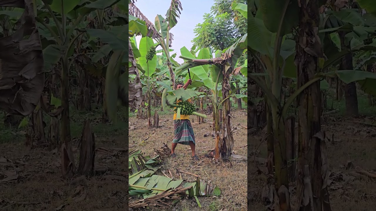 banana harvest🔪🔪a tree stick 🍌 | Videos