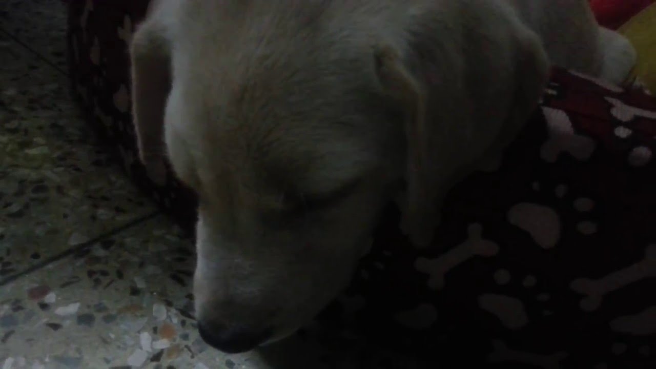 Labarador retriever puppy 'SCOOBY' snoring