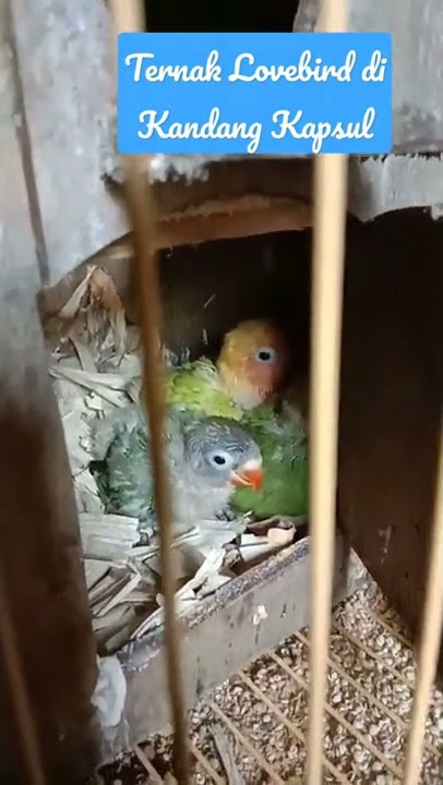 100% Ampuh Ternak Lovebird di kandang kapsul .
