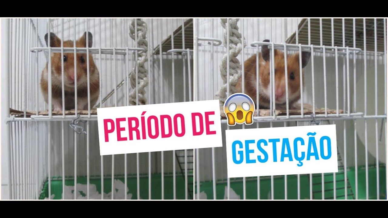 Dicas para o período de gestação da sua hamster 🐹😄 YouTube Dicas para o período de gestação da sua hamster 🐹😄 YouTube