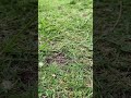 タンパク質のお散歩 #shorts