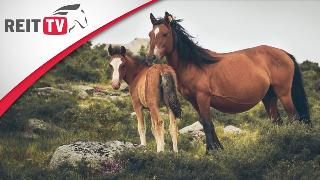 Reiterreisen | Begegnung mit Wildpferden | Yvonne in Portugal