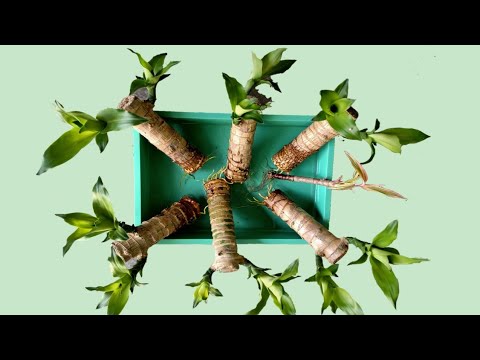Video: Yucca Baccata teave – kuidas kasvatada banaani Yucca taimi
