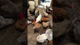 Chicktastic Thursday #chickensaspets #backyardchickens #ilovechickens