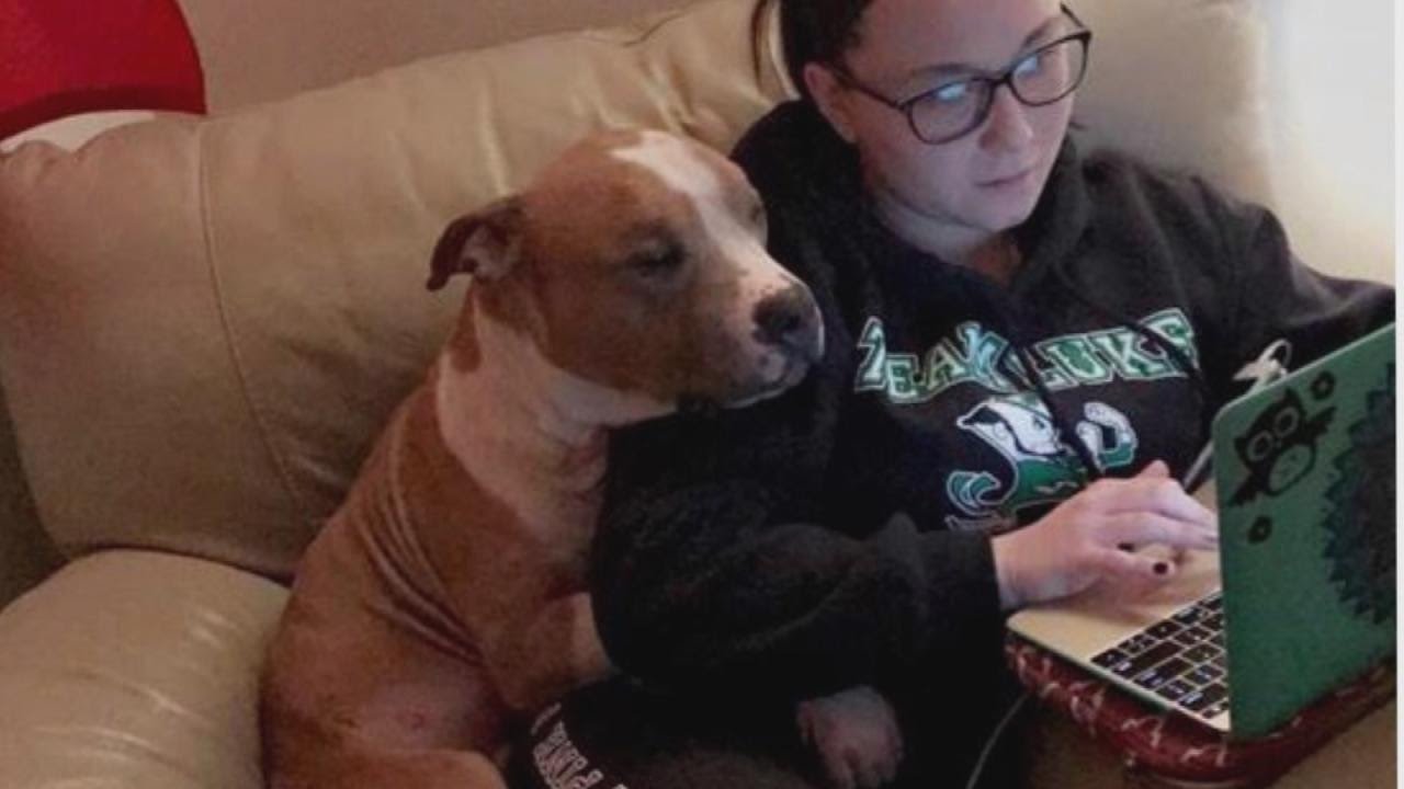 Pit Bull Can'T Stop Cuddling With Owner Who Rescued Him From Shelter -  Youtube