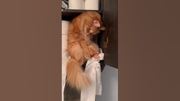He understood the assignment 🧻 #cats #funnycats #gingercat