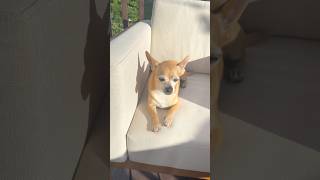 Chill day🙃 #pets #aww #cute #viral #blowup #dog #blowup #trend #subscribe #helpmemakethismakesense