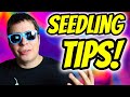 Seedling tips for beginners