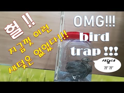 [새덫만들기] 이렇게 쉽게 잡혀도 되는건가 ㅎ Plastic bottle bird trap