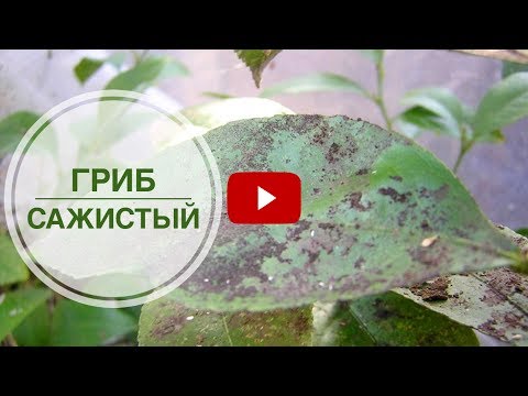 Видео: Контролируем сажистую плесень – узнайте о черном грибке на рододендроне