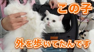 【マリオちゃん】真っ白な元・外猫ちゃん、巨大な毛玉をとったらまるで高級ムートンのようだった【保護猫】