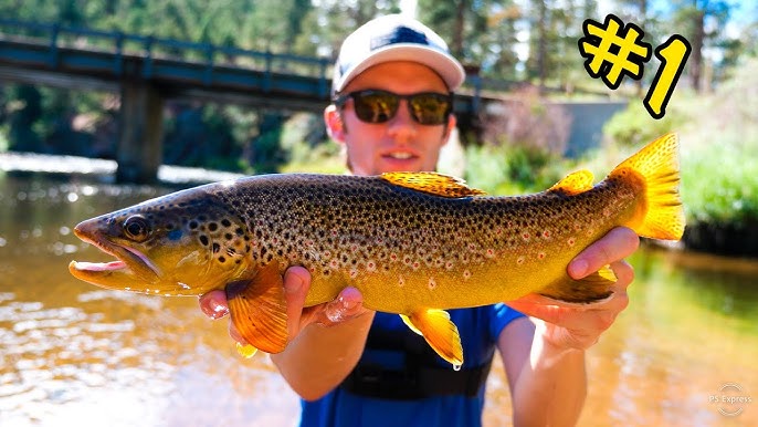 How to Fish the South Platte River in Waterton Canyon like a PRO! 
